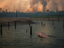 世界の野生生物、半世紀で69%消失……「地球は大惨事の瀬戸際に」とWWFが警告
