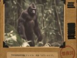 【TOCANA的UMAファイル #16】「ビリ・エイプ」── ライオンを殺すという類人猿、頭骨だけがゴリラだった