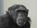 チンパンジーとの"格闘"に50万ドルの代償