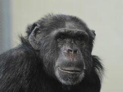 MMAファイターが"チンパンジーとの格闘"に50万ドル超のオファーを受けたと主張、科学者は「壊滅的な怪我」の危険性を警告