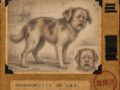 【TOCANA的UMAファイル #28】「人面犬」 