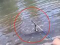 釣り人が撮影「エル・クエロ」似の謎生物
