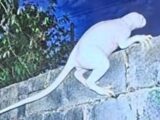 ″異次元から来た捕食者”！？ 鶏やウサギをさらう体長1.8mの白い怪物、米墨国境の渓谷でカメラが捉える
