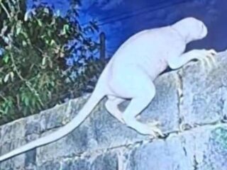 ″異次元から来た捕食者”！？ 鶏やウサギをさらう体長1.8mの白い怪物、米墨国境の渓谷でカメラが捉える