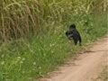 ″黒い毛むくじゃらの小人”が農道を横切った!? 森の精霊「ポンベロ」か