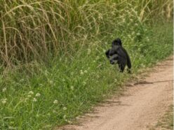 ″黒い毛むくじゃらの小人”が農道を横切った… 森の精霊「ポンベロ」か「アルゼンチン版ビッグフット」の子どもか