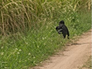 ″黒い毛むくじゃらの小人”が農道を横切った… 森の精霊「ポンベロ」か「アルゼンチン版ビッグフット」の子どもか