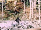 世界一有名なビッグフット映像は「やらせ」だったのか!? 撮影1年前の「リハーサル映像」発見で新ドキュメンタリーが波紋
